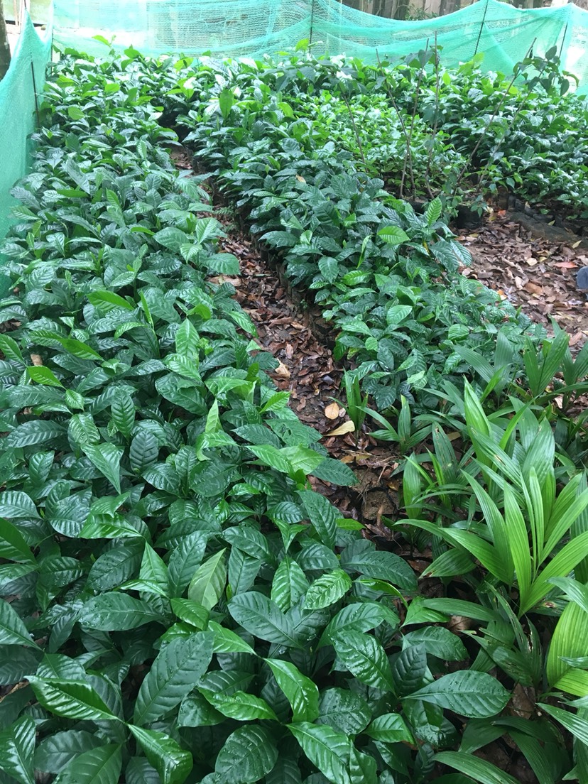咖啡木盆栽 咖啡苗